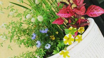 IMG_20170529_154441_578.jpg