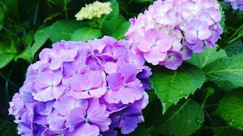 IMG_20170707_154758_701.jpg