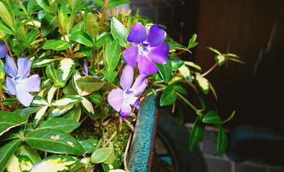 IMG_20200323_100602131.jpg