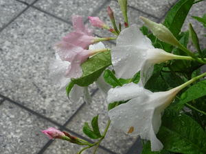 DSC06802.JPG