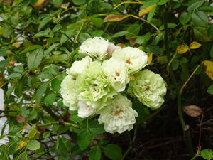 DSC06810.JPG