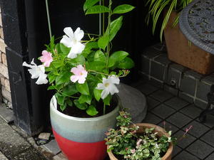 DSC06814.JPG