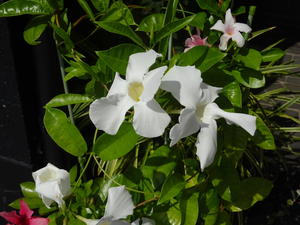 DSC06846.JPG
