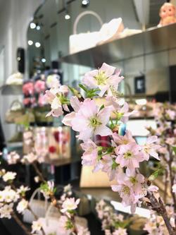 2021sakura.jpg