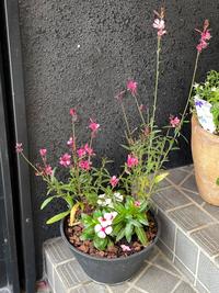 植物②.jpg