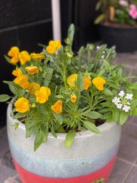 植物.jpg
