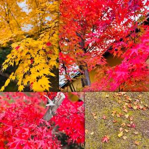 紅葉.JPG